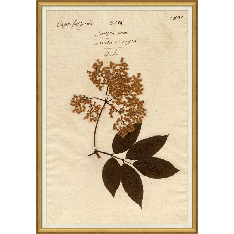 Herbarium 9 Giclee Print