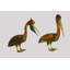 Pelican Edwin