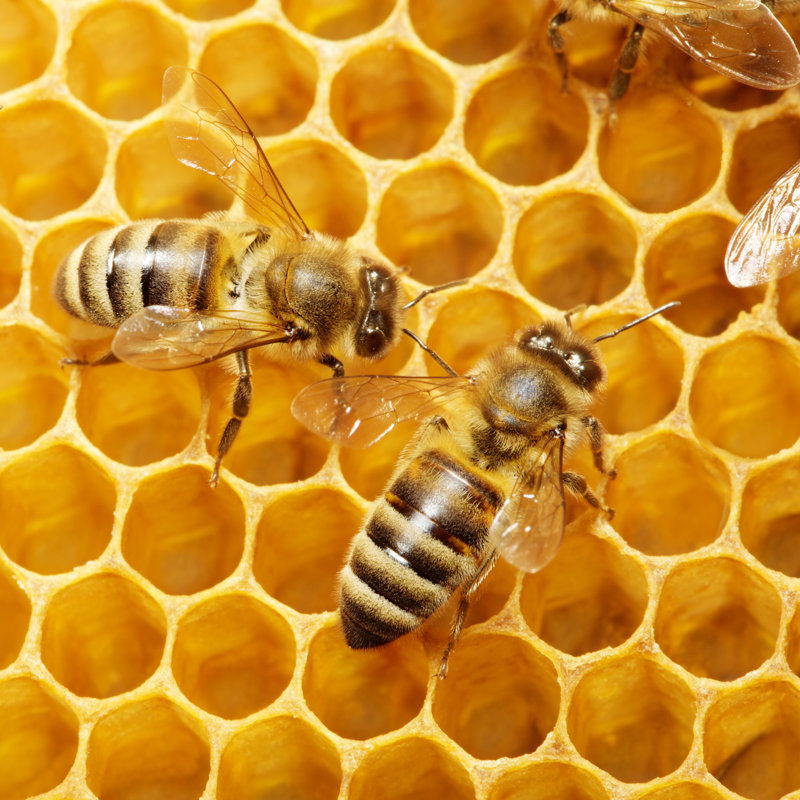 Two Bees On A Honeycomb Making Honey - Wrapped Canvas Print, 91cm H x 91cm W
