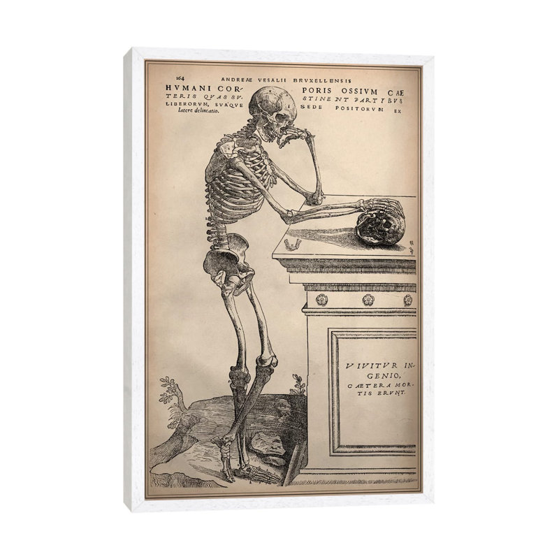 De Humani Corporis Fabrica Skeleton Standing by Vesalius - Print on Canvas, White Framed, 101.6 cm H x 66.04 cm W
