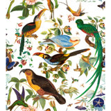 Nuevo Mundo Oaxaca 100% Cotton Performance Fabric