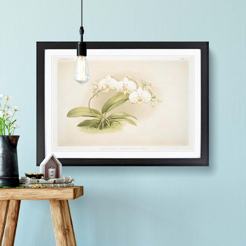 Magnolia Flowers Illustration Tab. 11 by Frederick Sander - Framed Print, 36cm H x 48cm W x 2cm D, Black Framed