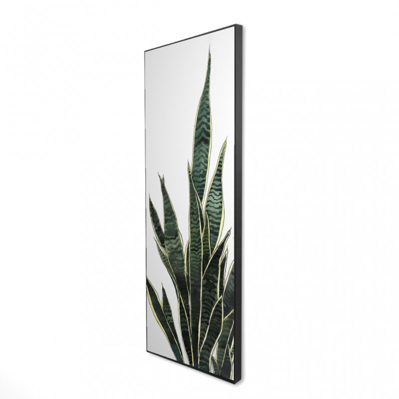 " Snake Plant "