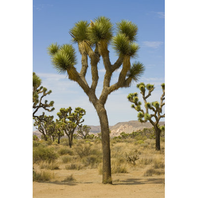 Joshua Trees and a Blue Sky 1 Piece Wrapped Canvas Wall Art