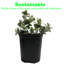 Sac de 4 pieds cubes de perlite