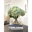 Hydrangea Bouquet In Bubble Glass Vase-938174868