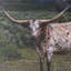 Marjanna 5 par Gary Blatter, reproduction d'art encadrée à la main avec passe-partout-1244183535-1244183533