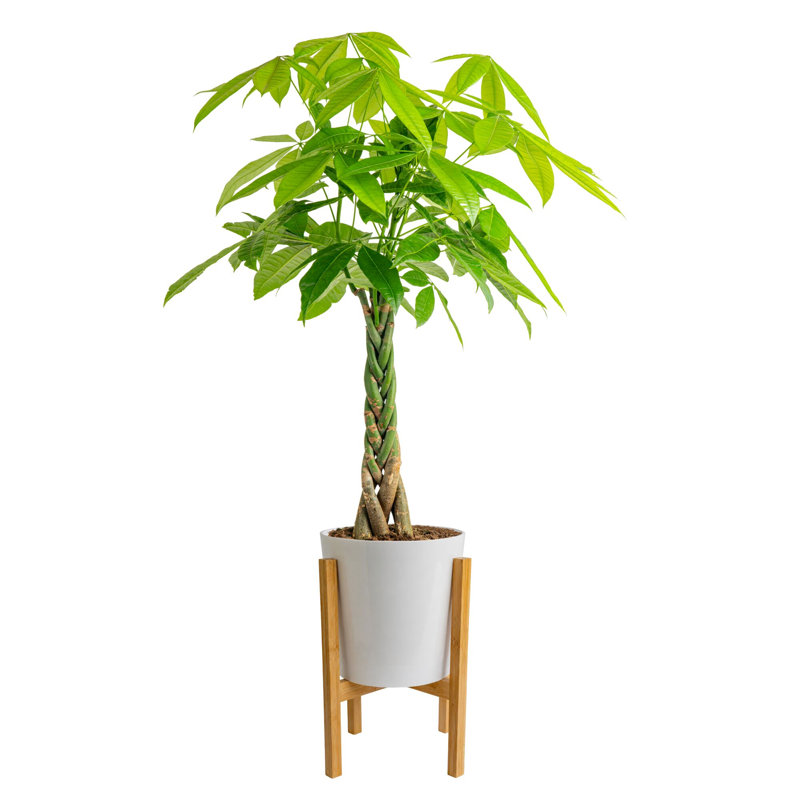 Costa Farms Pachira Money Tree Indoor House Plant in a 9.25-inch Décor Pot with Stand