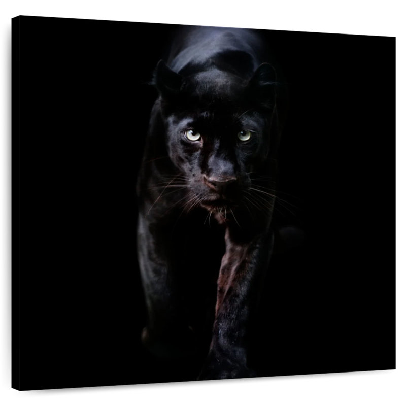 Crowle Sneaky Black Panther