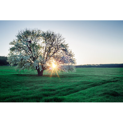 Spring field