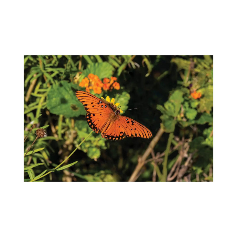 Gulf Fritillary (Agraulis Vanillae) Butterfly on Lantana Flowers 1 Piece Wrapped Canvas Wall Art, 20.32 cm H x 30.48 cm W