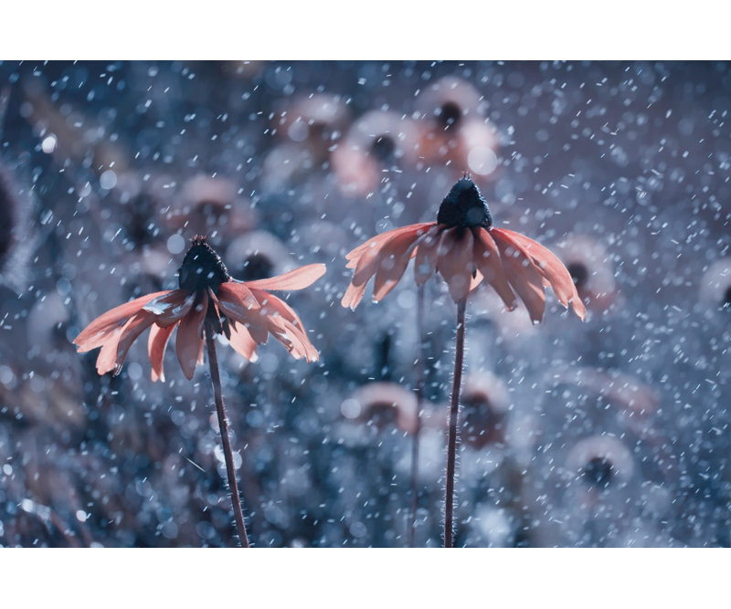 Wrapped Canvas Print, 121.92 cm H x 81.28 cm W