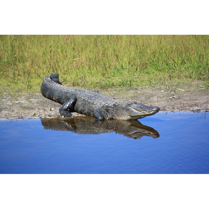 Ehlers Alligator - Wrapped Canvas Print, 61cm H x 91cm W x 3.8cm D