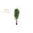 Ficus Silk Tree