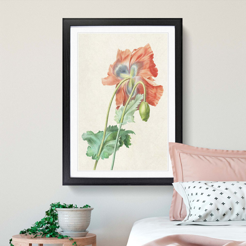 Poppy Flower by Pierre-Joseph Redoute - Picture Frame Painting Print, 36cm H x 27cm W x 2cm D, Black Framed