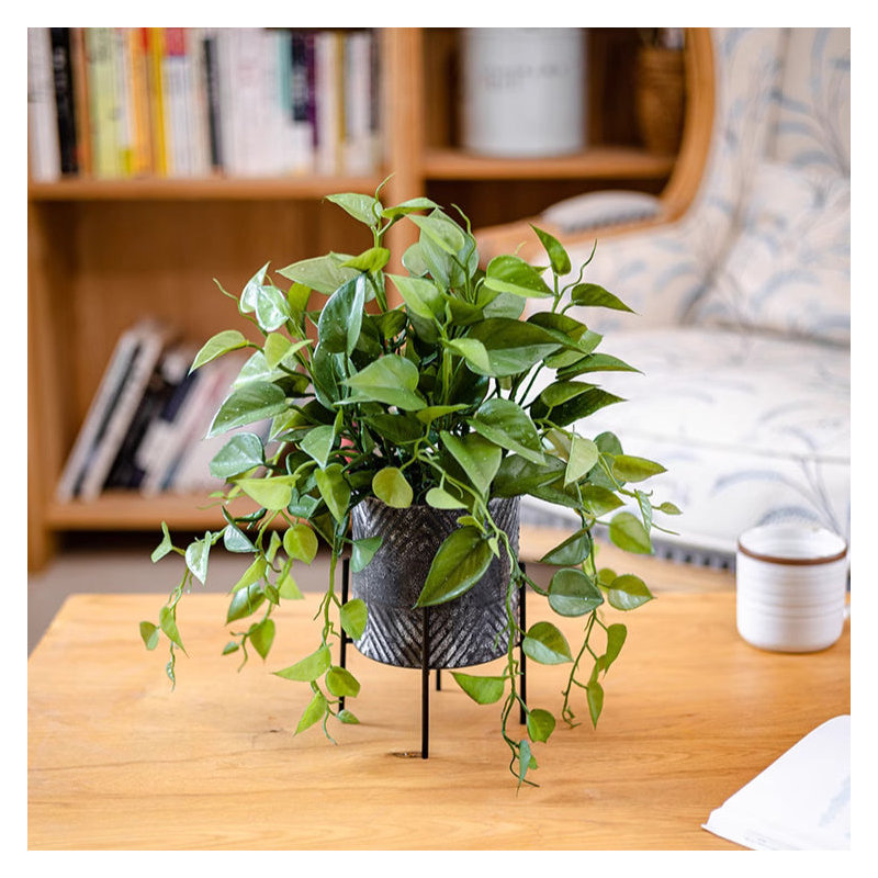 Faux épipennum dans un pot en métal