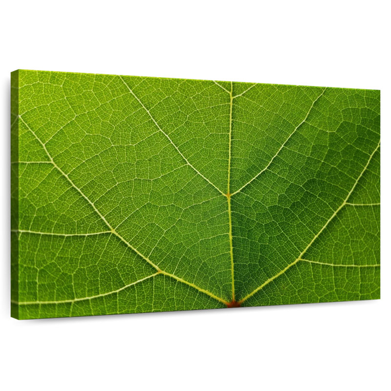 Feuille de raisin Harnek, H 32 po x l 48 po