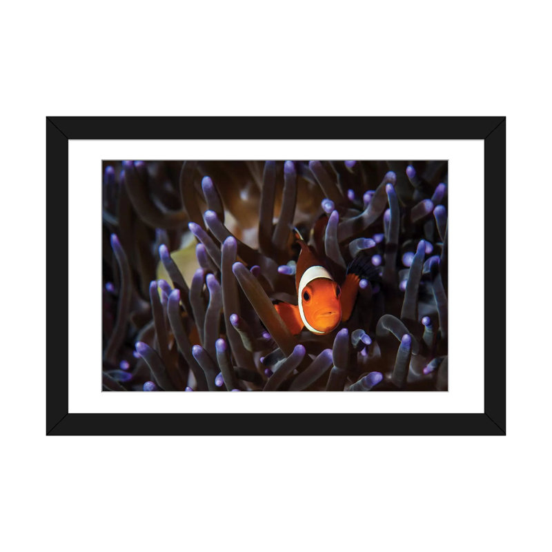 « a clownfish », reproduction d’impression sur toile, H 16 po x l 24 po x P 1 po, Papier avec cadre noir, Blanc
