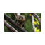 Art sur toile «bolurien»-109321236