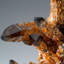 Spessartine Garnet on Smoky Quartz from Fujian Province, China