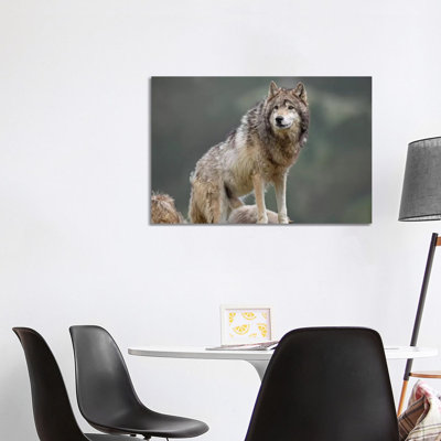 Grey Wolf, North America I 1 Piece Wrapped Canvas Wall Art