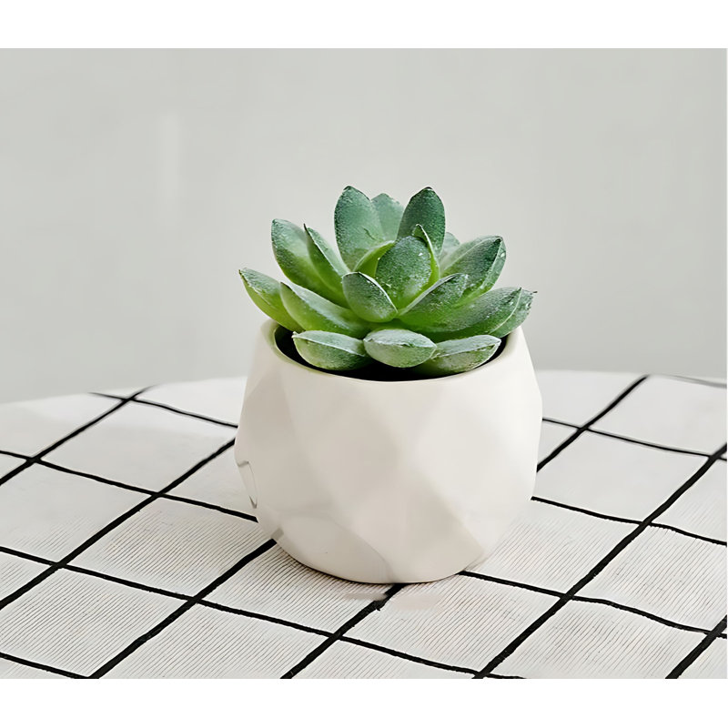 Plante grasse 3,15 po