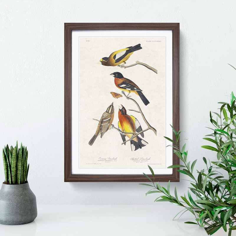 Grosbeak Birds by John Audubon - Picture Frame Painting Print, Walnut Framed, 48cm H x 36cm W x 2cm D