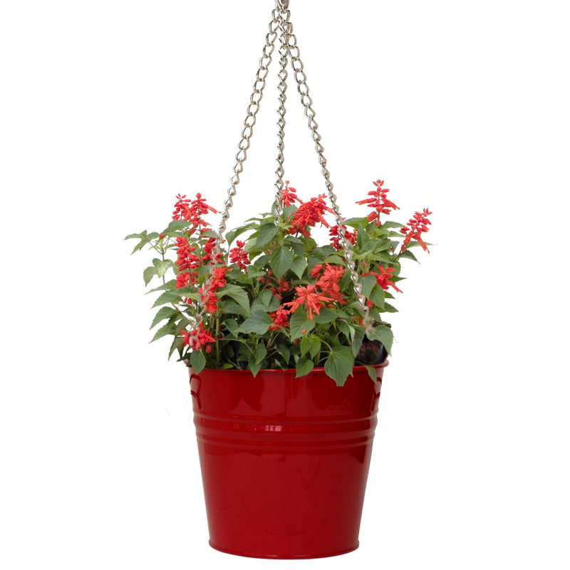 Pot de fleurs galvanisé émaillé Abbie, Rouge