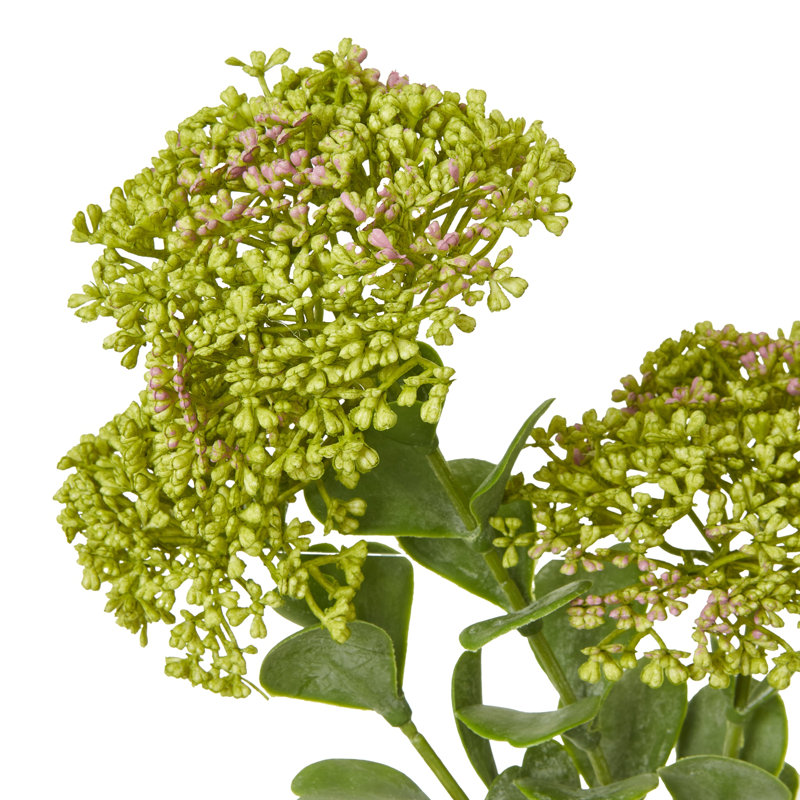 Anastasija Arrangement, Green