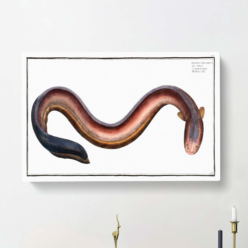 Electric-Eel by M.E. Bloch - Wrapped Canvas, 50cm H x 76cm W x 3cm D