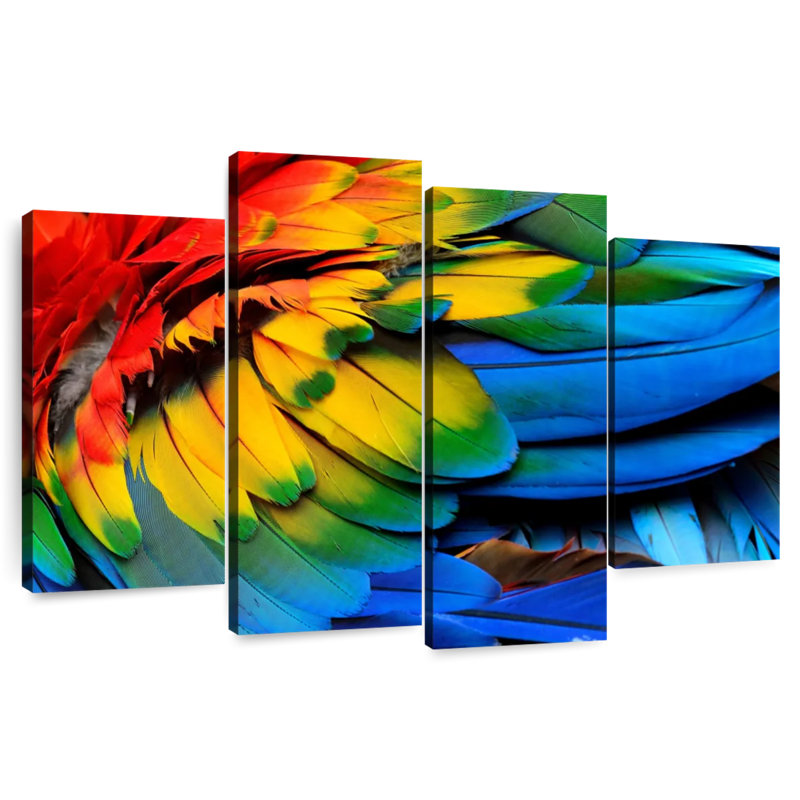 Macaw Bird Feathers