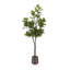 Figuier en figuier avec pot Portell-844837719-840316665