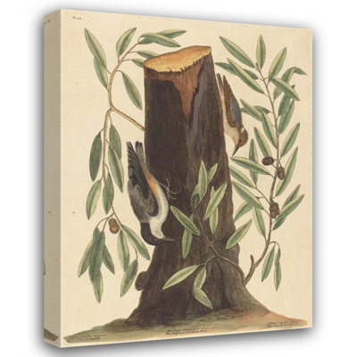 "The Nuthatch" by  Mark Catesby - Gallery Wrap Canvas Wall Art