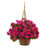 Beauty Pink