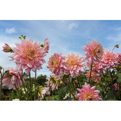 " Pink Dahlias " by Irina Stevenson
