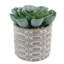 Succulent plante en pot 2 pièces