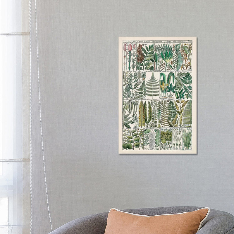 Fern Chart by Vision Studio - Wrapped Canvas Print, 66.04 cm H x 45.72 cm W x 3.175 cm D