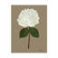 Pressed Hydrangea Set by Sandy Whitaker-721149593-721149592
