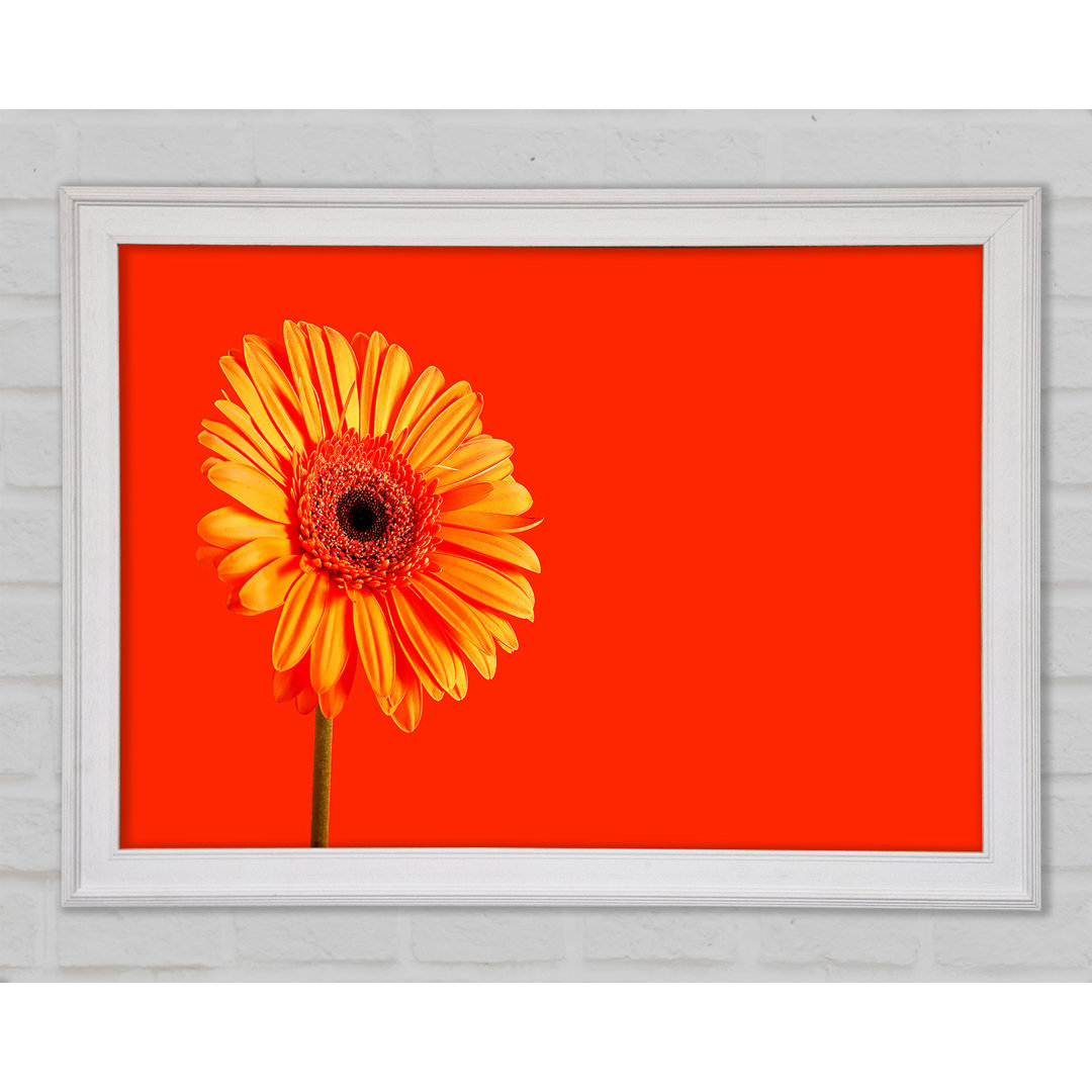 Orange auf Orange Gerbera - Druck