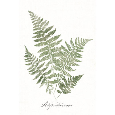 Vintage Ferns IX no Border 1 Piece Wrapped Canvas Painting