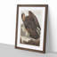 Golden Eagle by John James Audubon - Picture Frame Painting Print-55608809-55608811