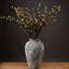 Anastasija Arrangement