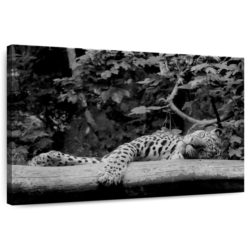 Brampt Jaguar Asleep