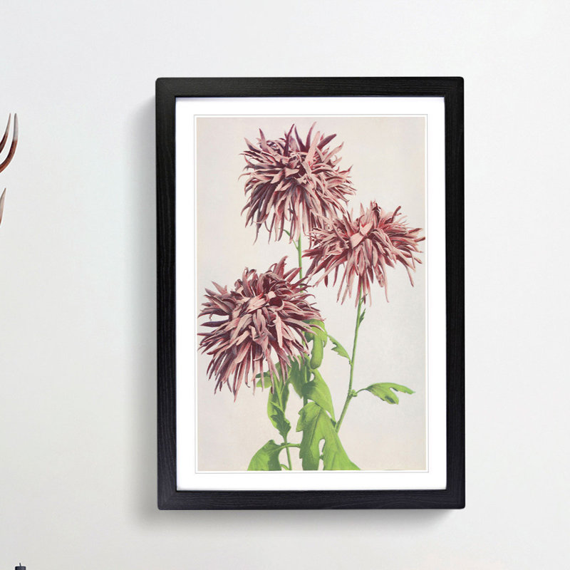 Pink Chrysanthemum Flowers by Ogawa Kazumasa - Picture Frame Graphic Art Print, 65cm H x 48cm W x 2cm D, Black Framed