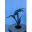 Statue bronze 23 po x 11 po x H 24 po Nifao