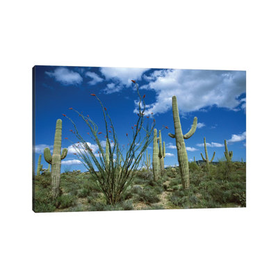 Saguaro Cactus, Ocotillo Cactus, And Cholla Prickly Pear by Tom Vezo - Wrapped Canvas Print