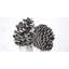 Trois petites pommes de pin - reproduction encadrée noir et blanc - décor