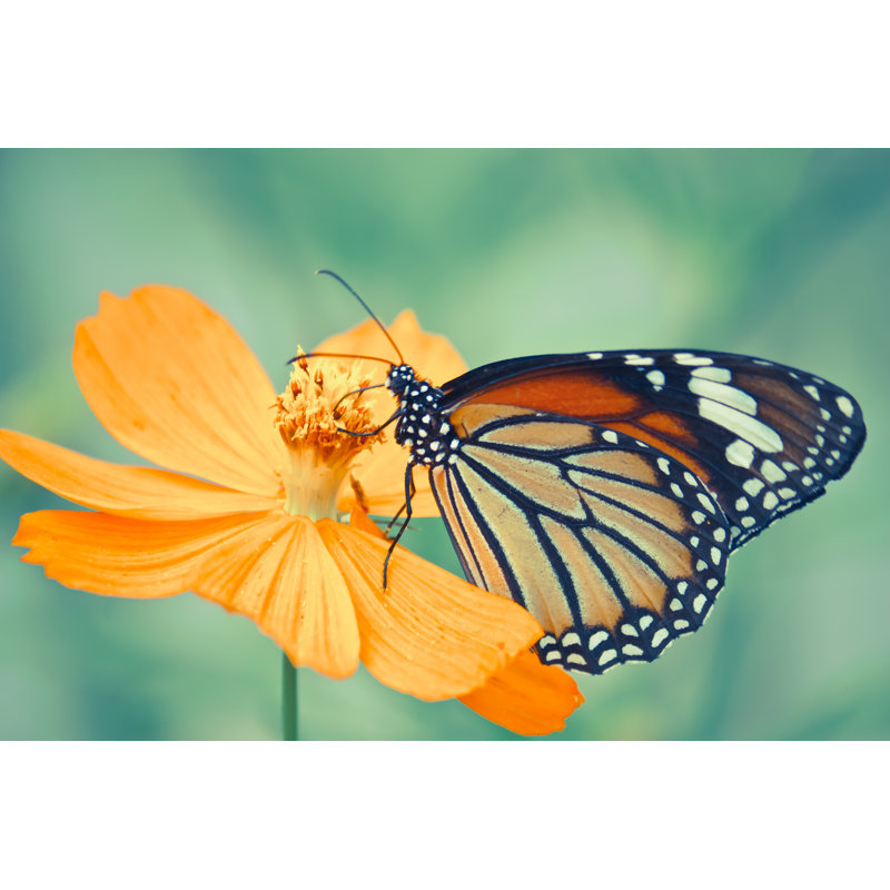 Butterfly - Wrapped Canvas Print, 30cm H x 46cm W x 3.8cm D