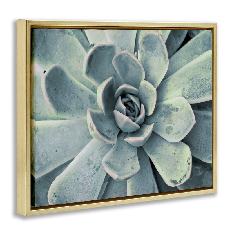 "Green Cactus Succulent", art mural sur toile flottante noire par Susan Bryant, Cadre flottant métallique doré