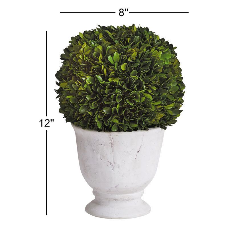 Boxwood Ball Topiary In Pot Small, 12'' H X 8'' W X 8'' D